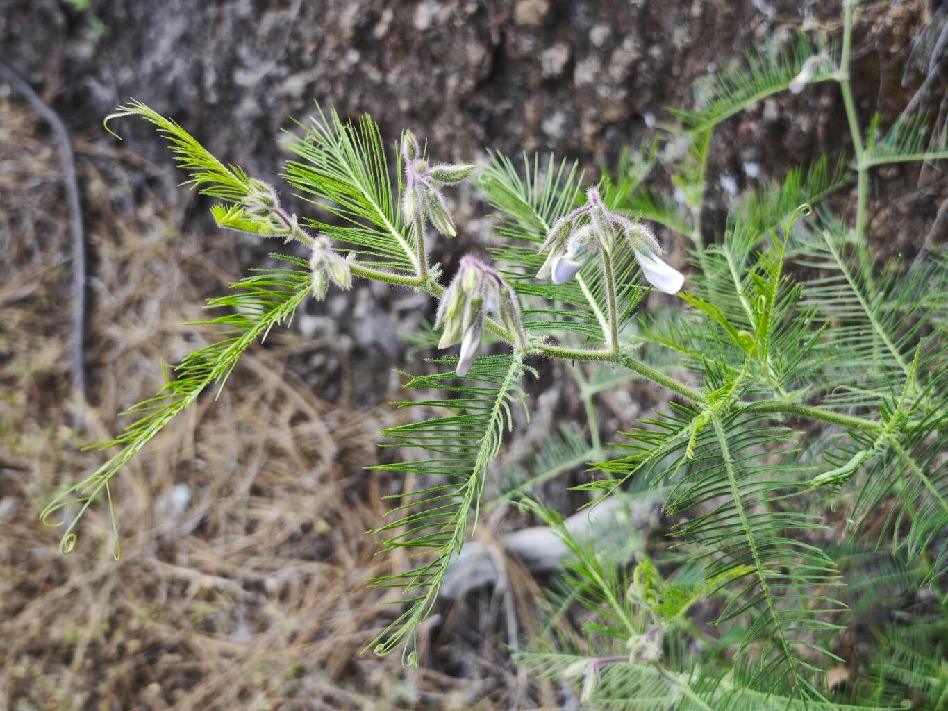 Cicer canariense flower