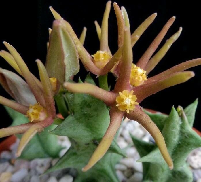 Orbea wissmannii — search result for 'Orbea'