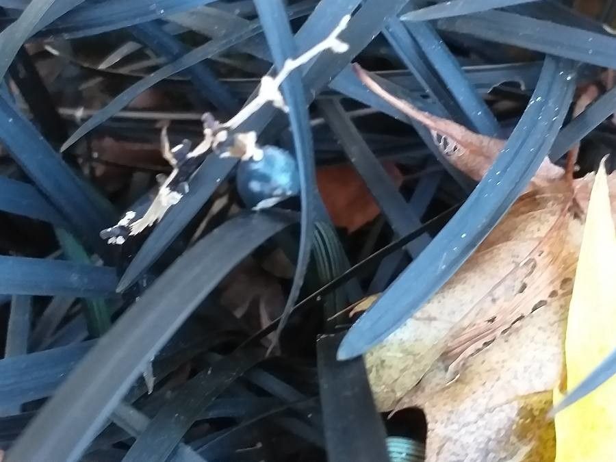 Ophiopogon planiscapus fruit