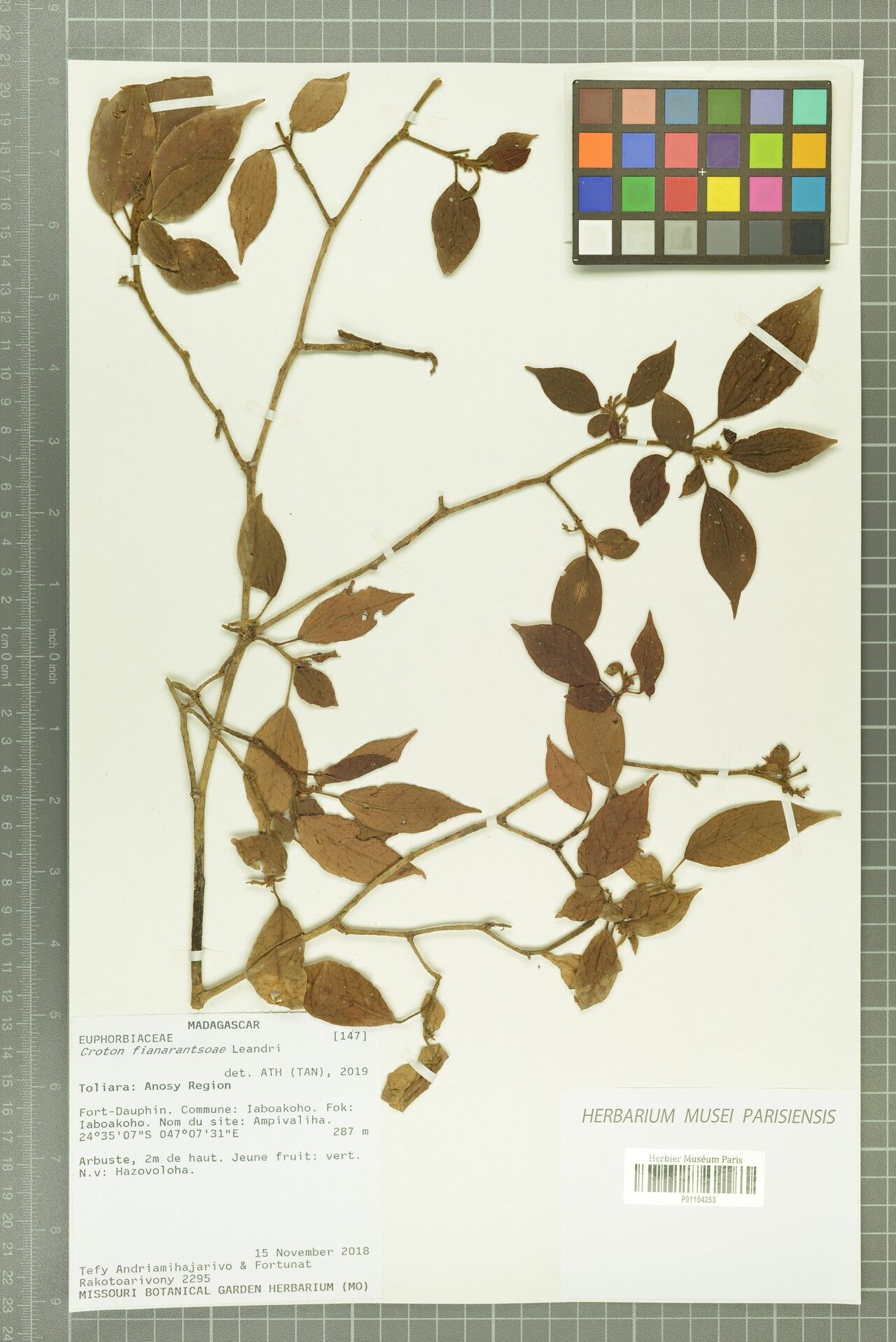 Croton fianarantsoae — houseplant care guide