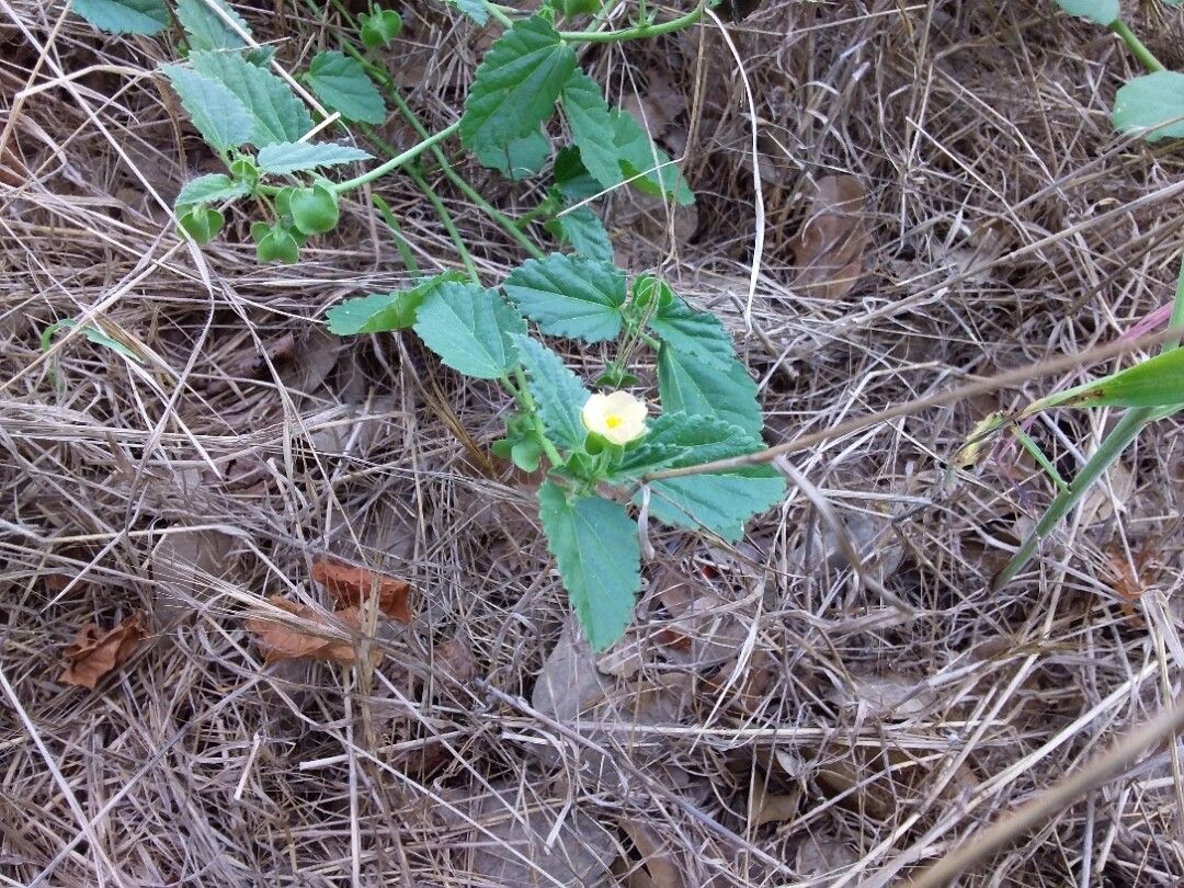 Rhynchosida physocalyx — search result for 'Gesneriaceae'