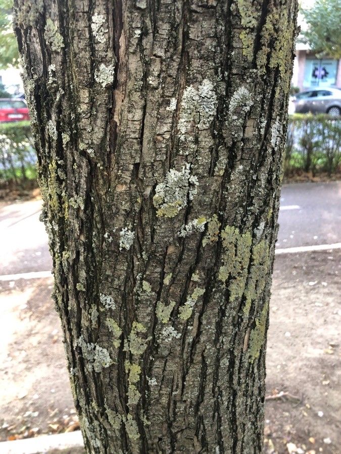 Ulmus × hollandica bark