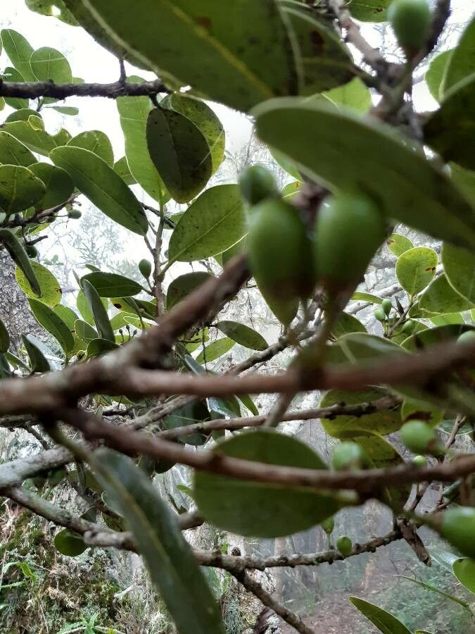 Sideroxylon borbonicum fruit