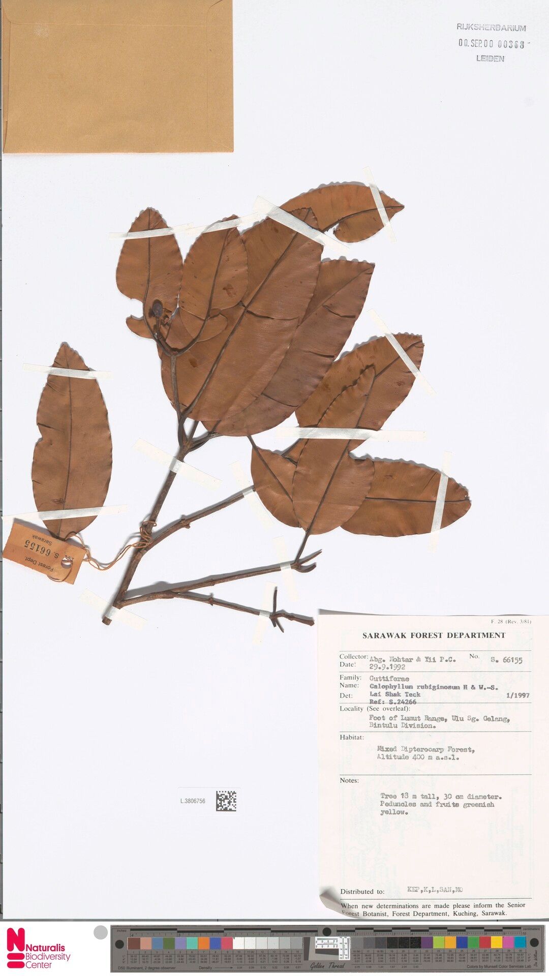 Calophyllum rubiginosum — search result for 'Calophyllum'