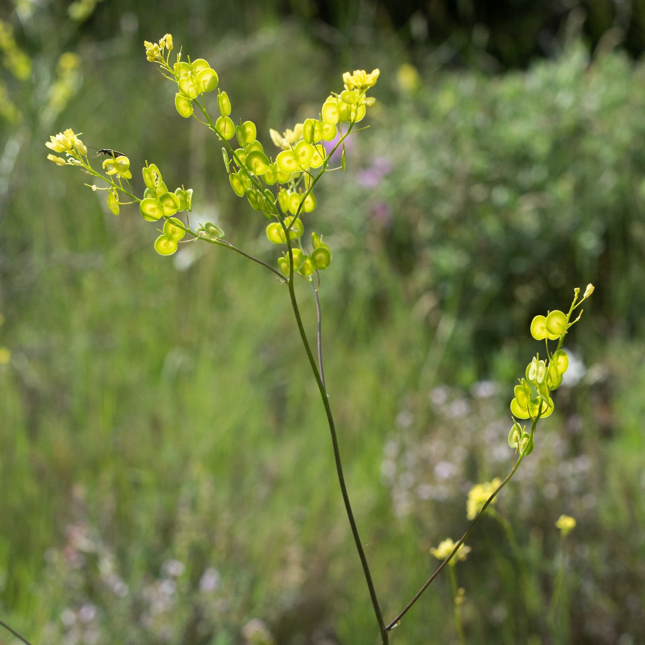 Biscutella mediterranea flower