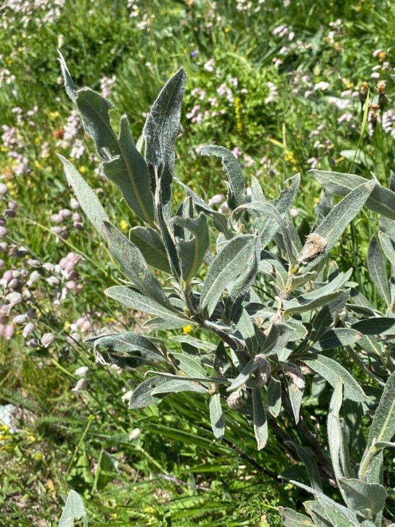 Salix glaucosericea — search result for 'Salicaceae'