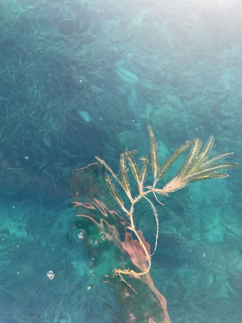 Halophila stipulacea leaf