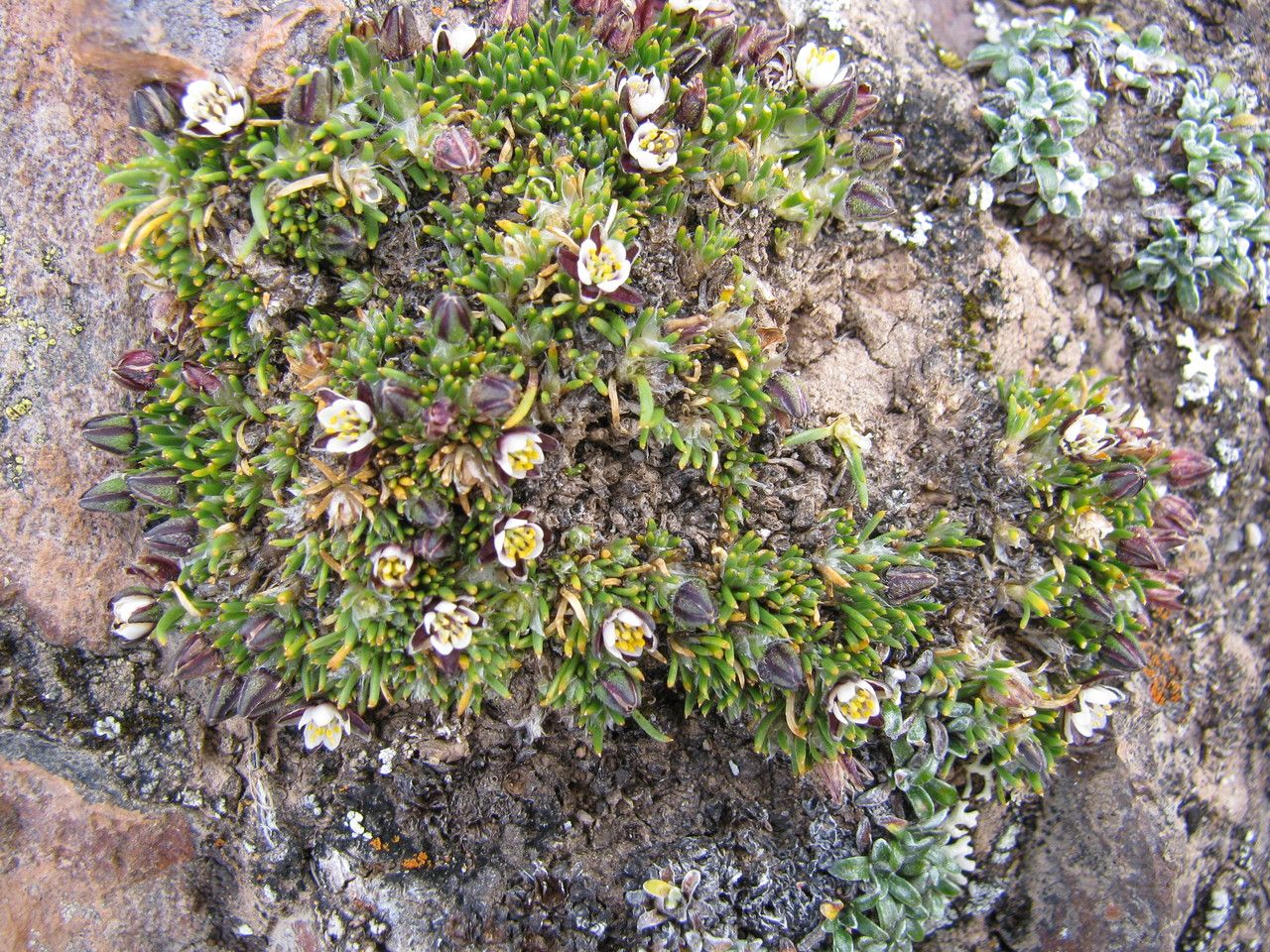 Spergularia andina — related species from the same genus
