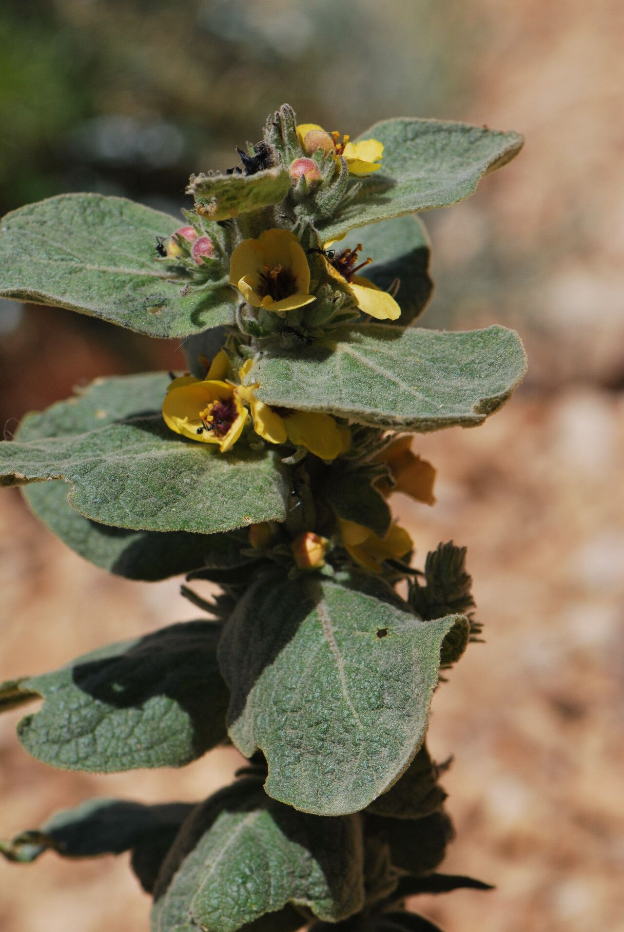 Verbascum conocarpum leaf