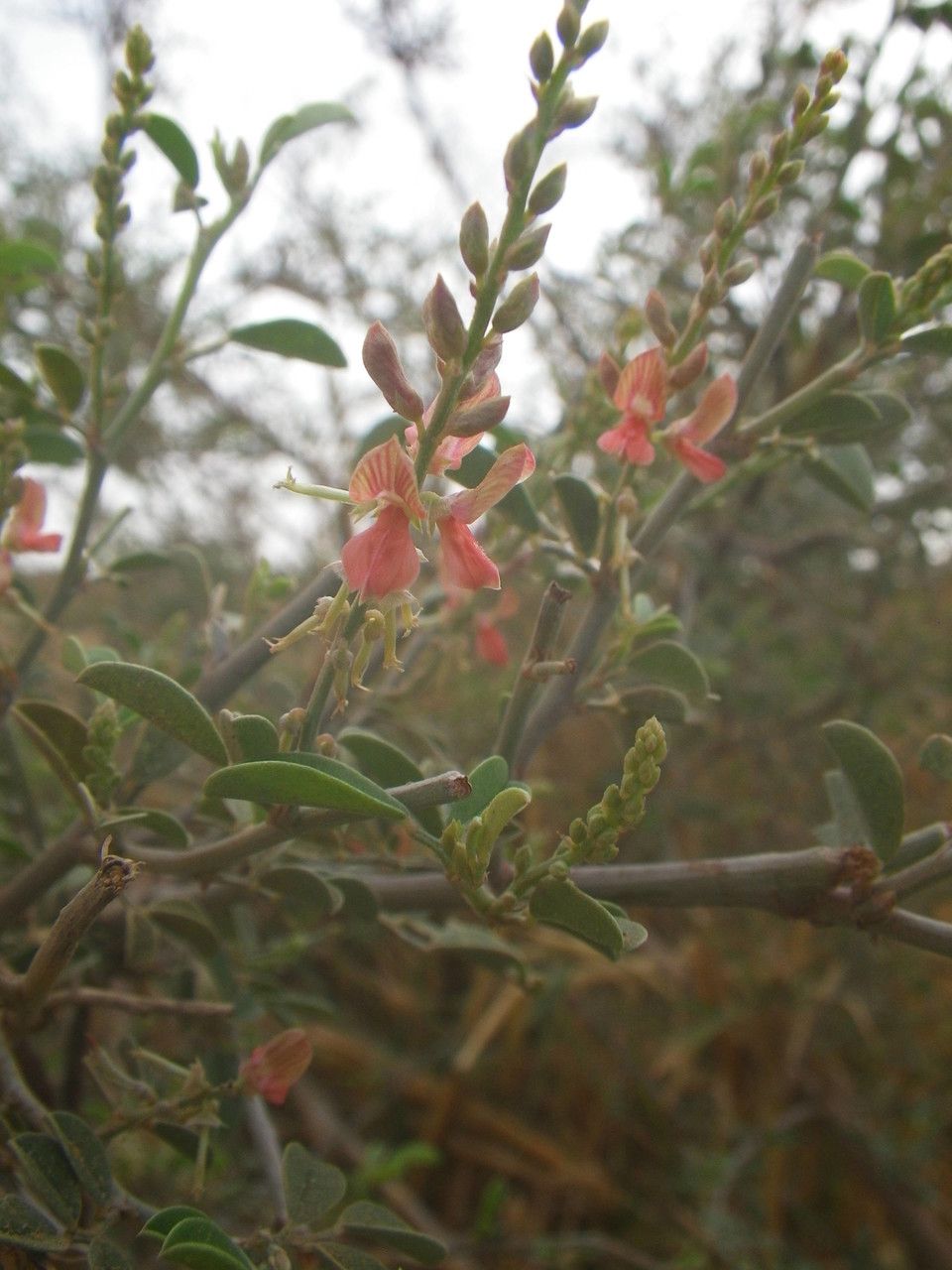 Indigofera oblongifolia flower