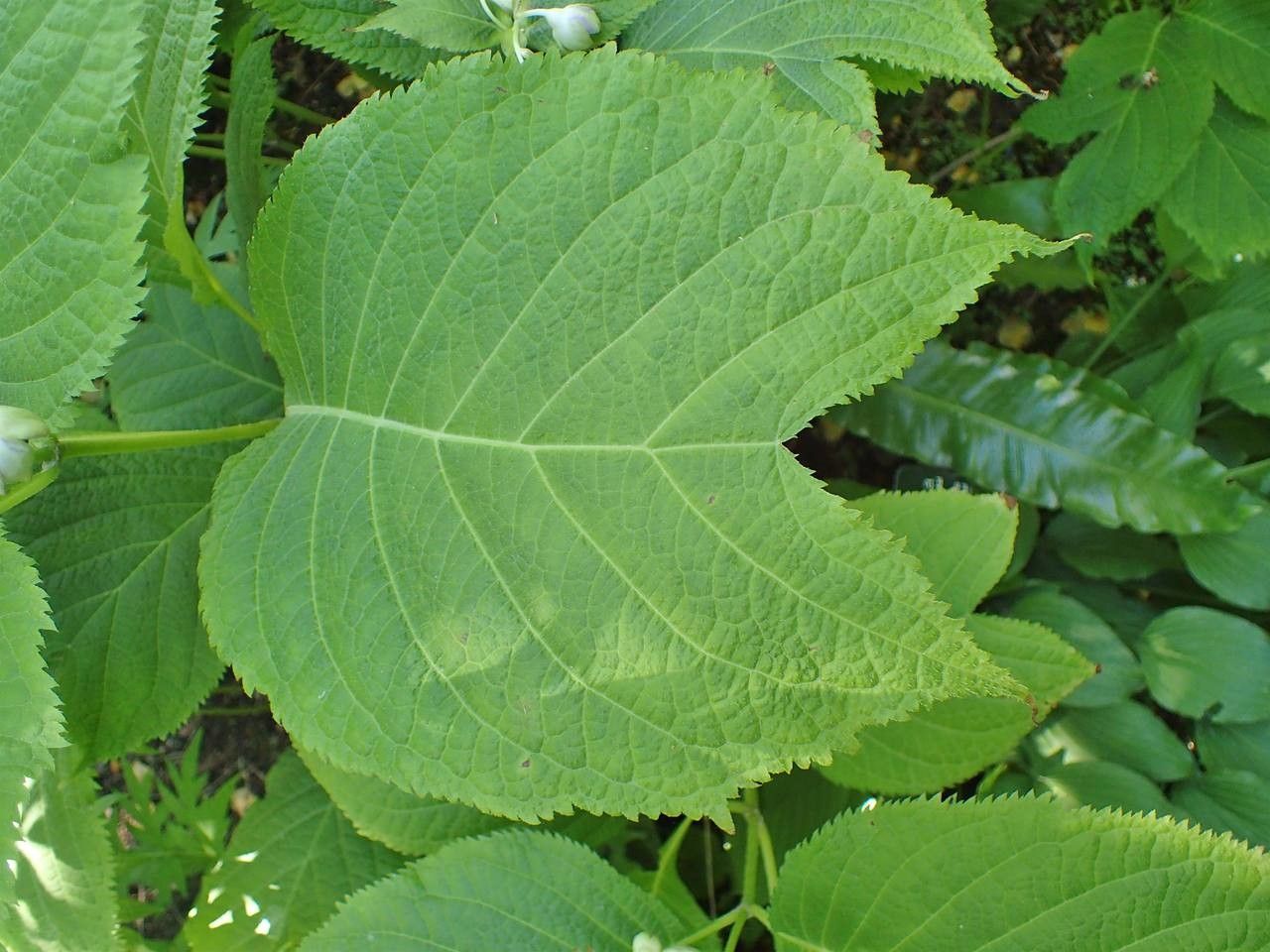 Deinanthe caerulea leaf