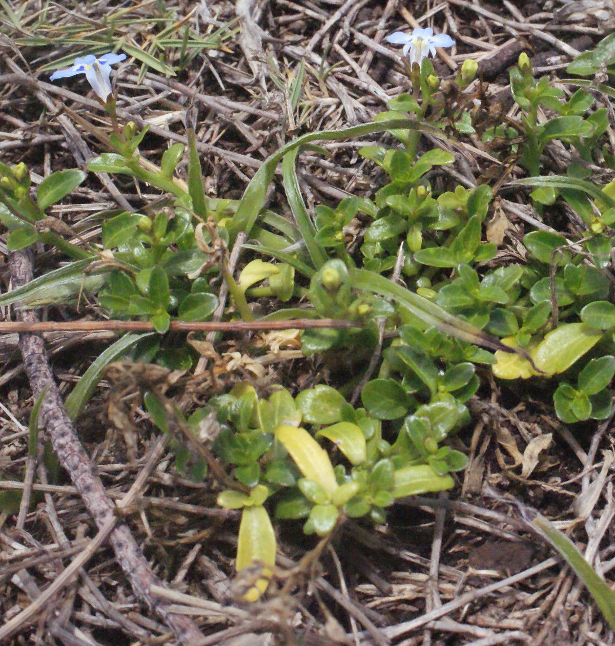 Lobelia serpens habit