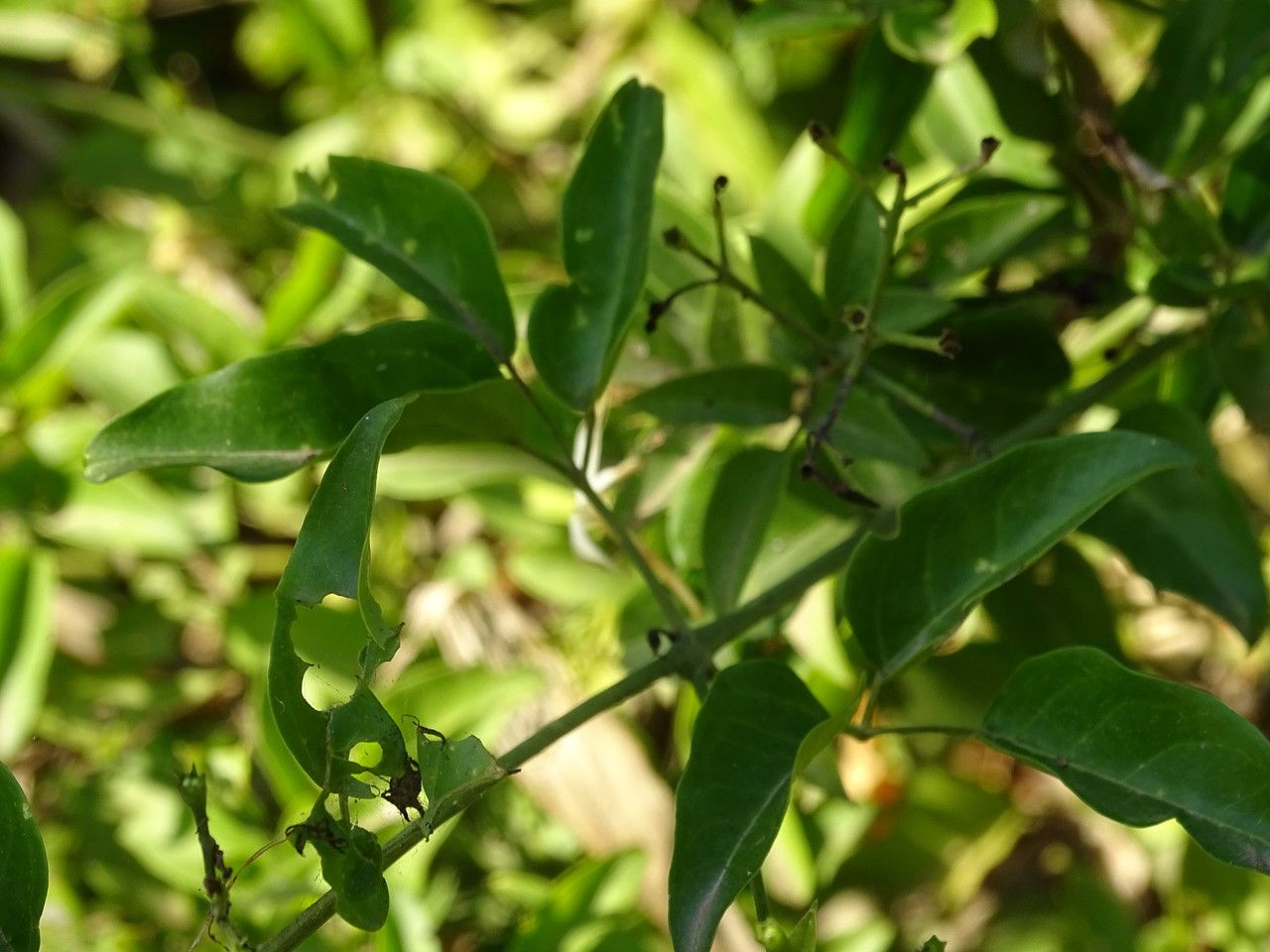 Jasminum fluminense — search result for 'Jasminum'