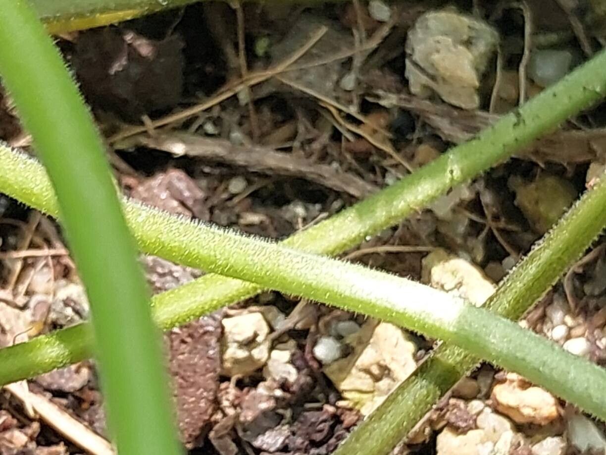Pelargonium madagascariense bark