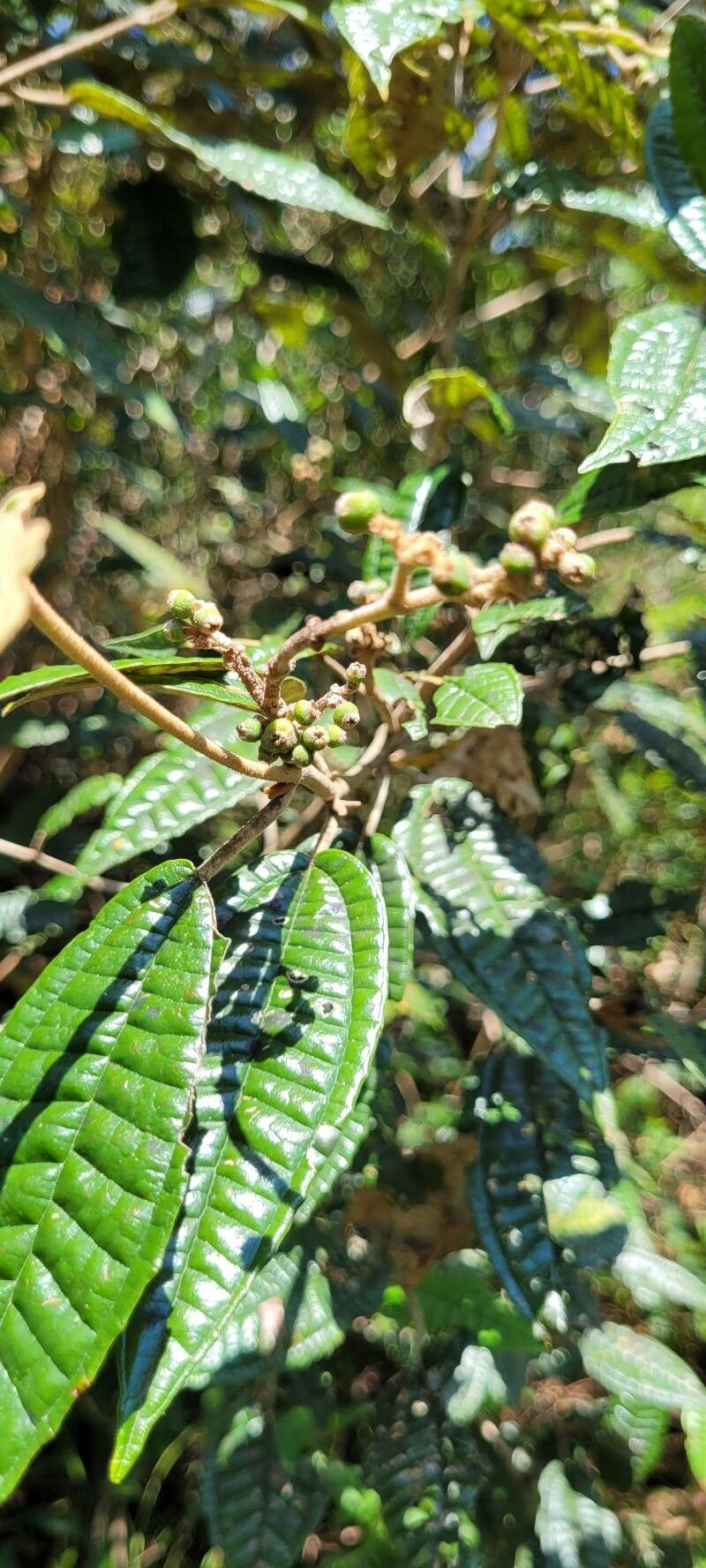 Miconia stevensiana — houseplant care guide