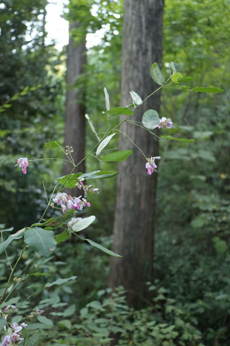 Lespedeza homoloba flower