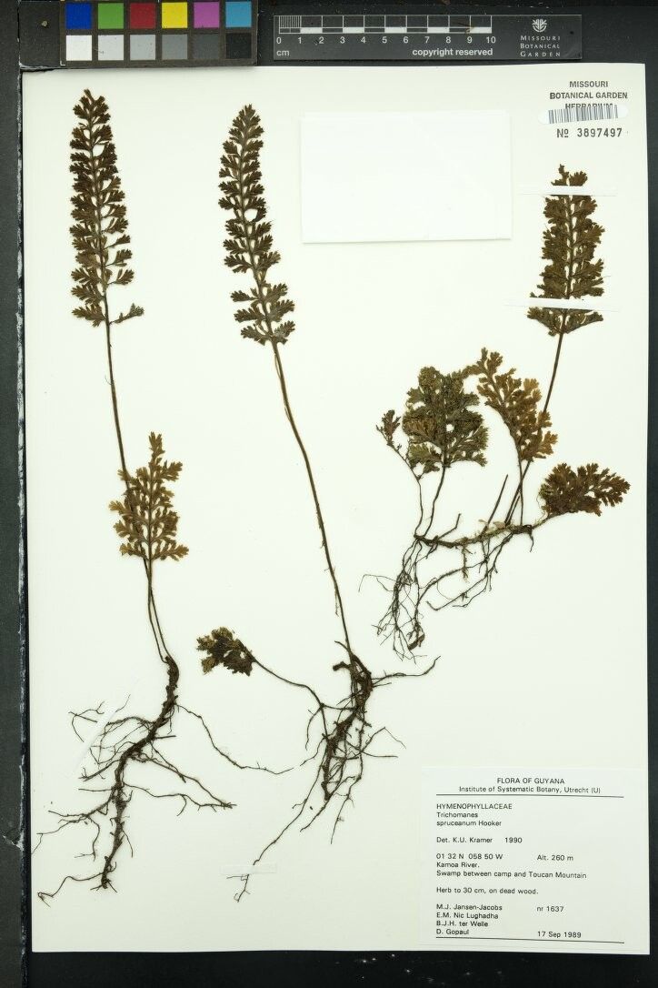 Trichomanes spruceanum — houseplant care guide