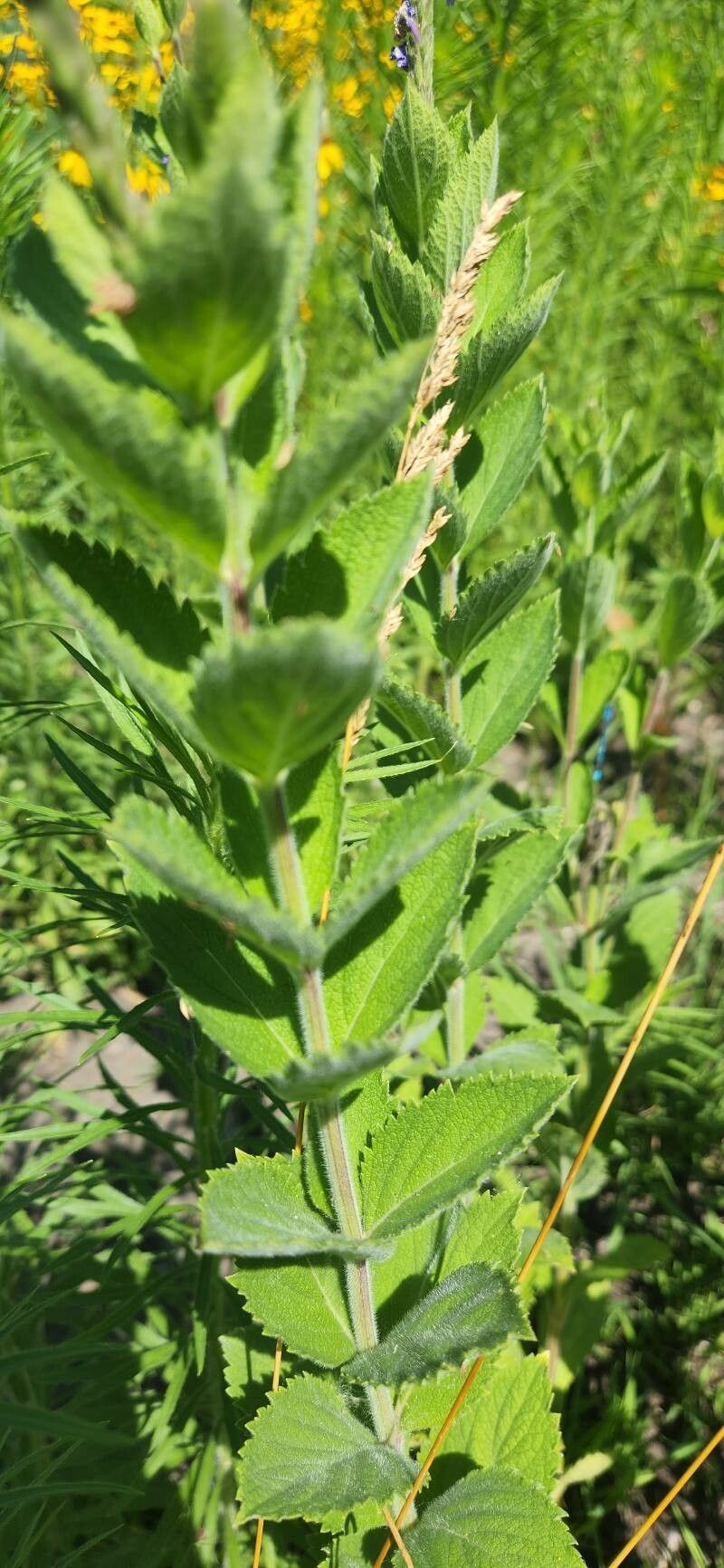 Verbena stricta — search result for 'Verbena'
