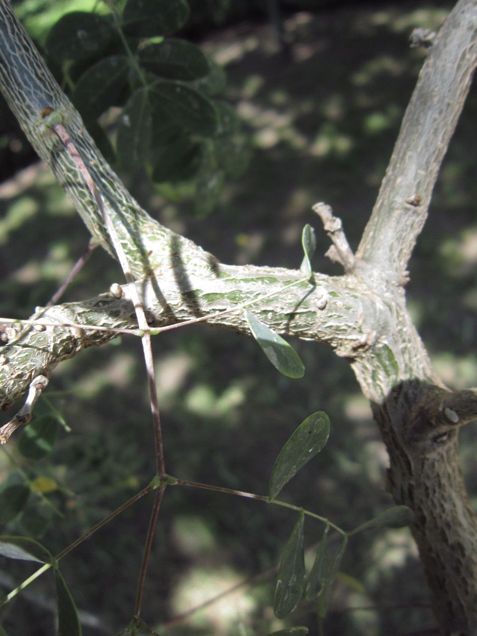Caesalpinia mexicana bark