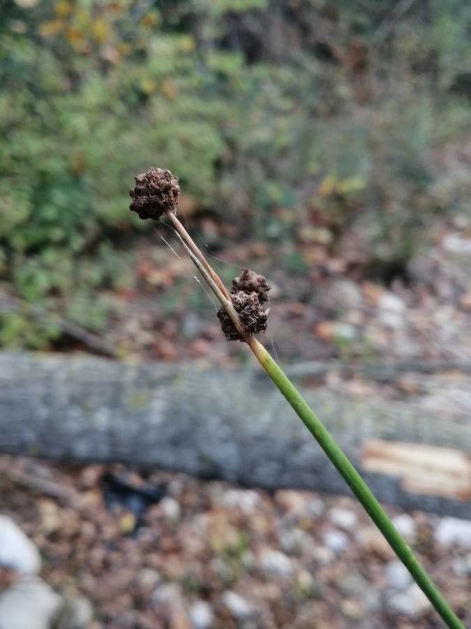 Scirpoides holoschoenus fruit