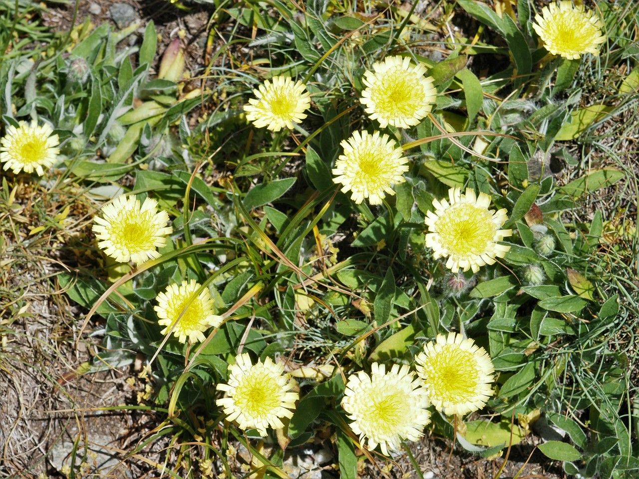 Pilosella lactucella — search result for 'Pilosella'