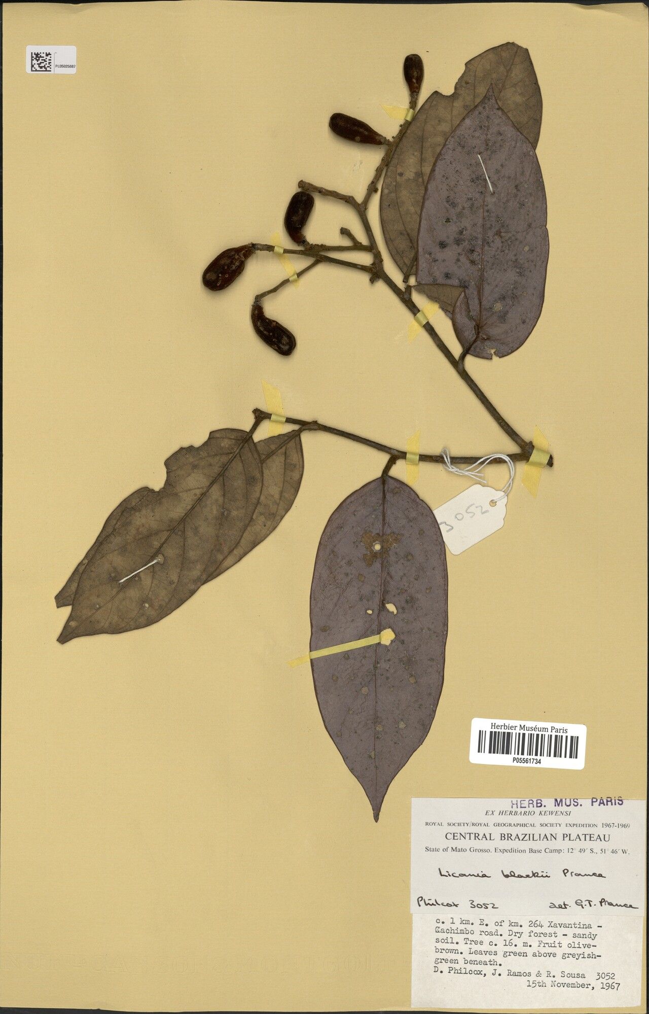 Licania blackii leaf