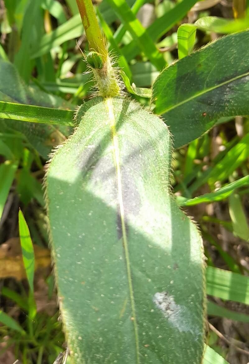 Persicaria hispida — houseplant care guide