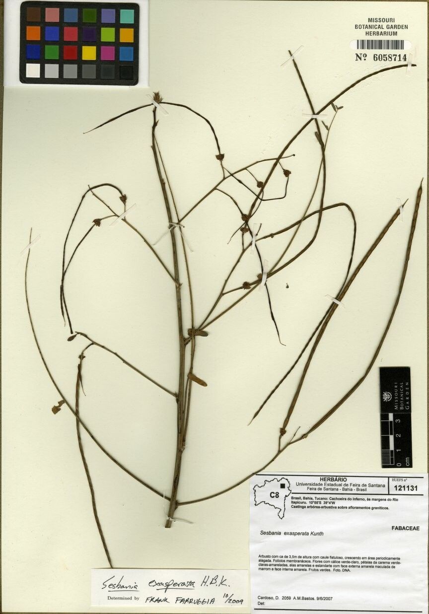 Sesbania exasperata other