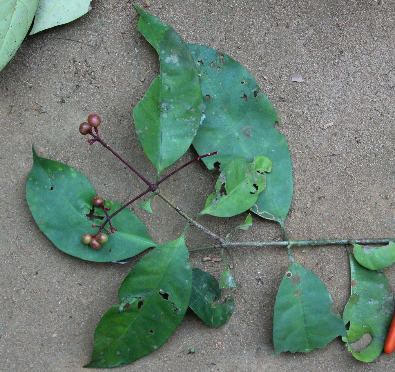 Ixora guineensis habit