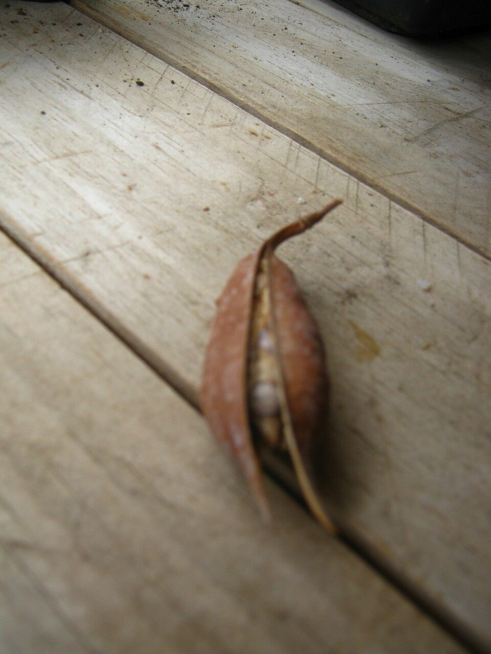 Pandorea jasminoides fruit