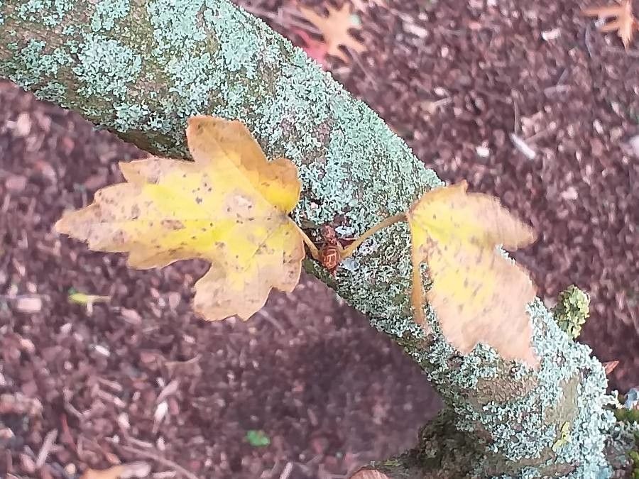 Acer diabolicum — search result for 'Acer'