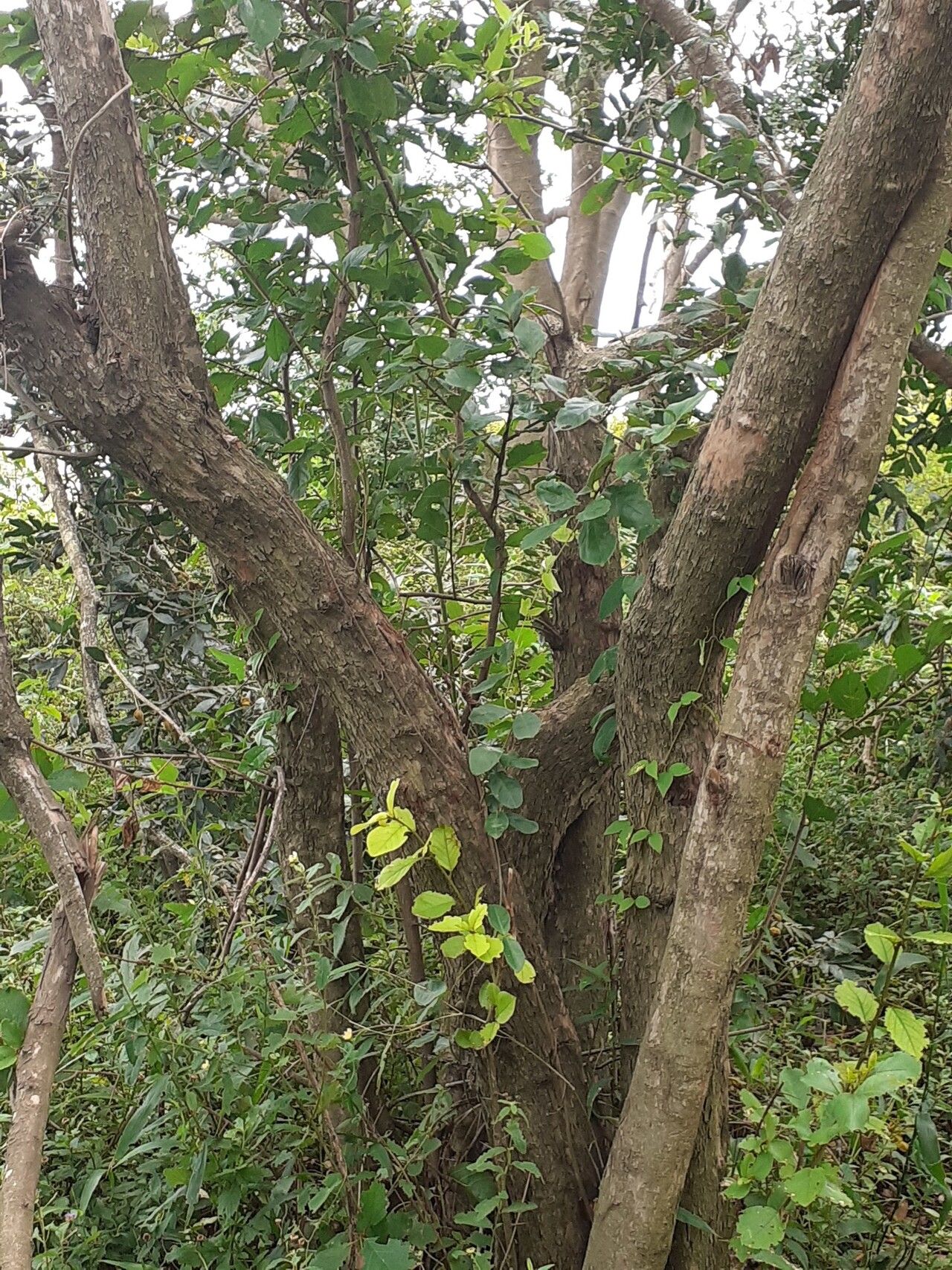 Colubrina retusa bark