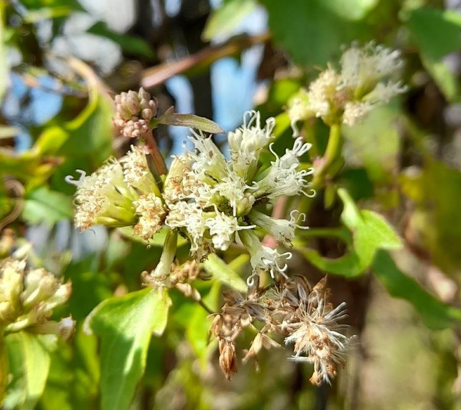 Mikania cynanchifolia flower