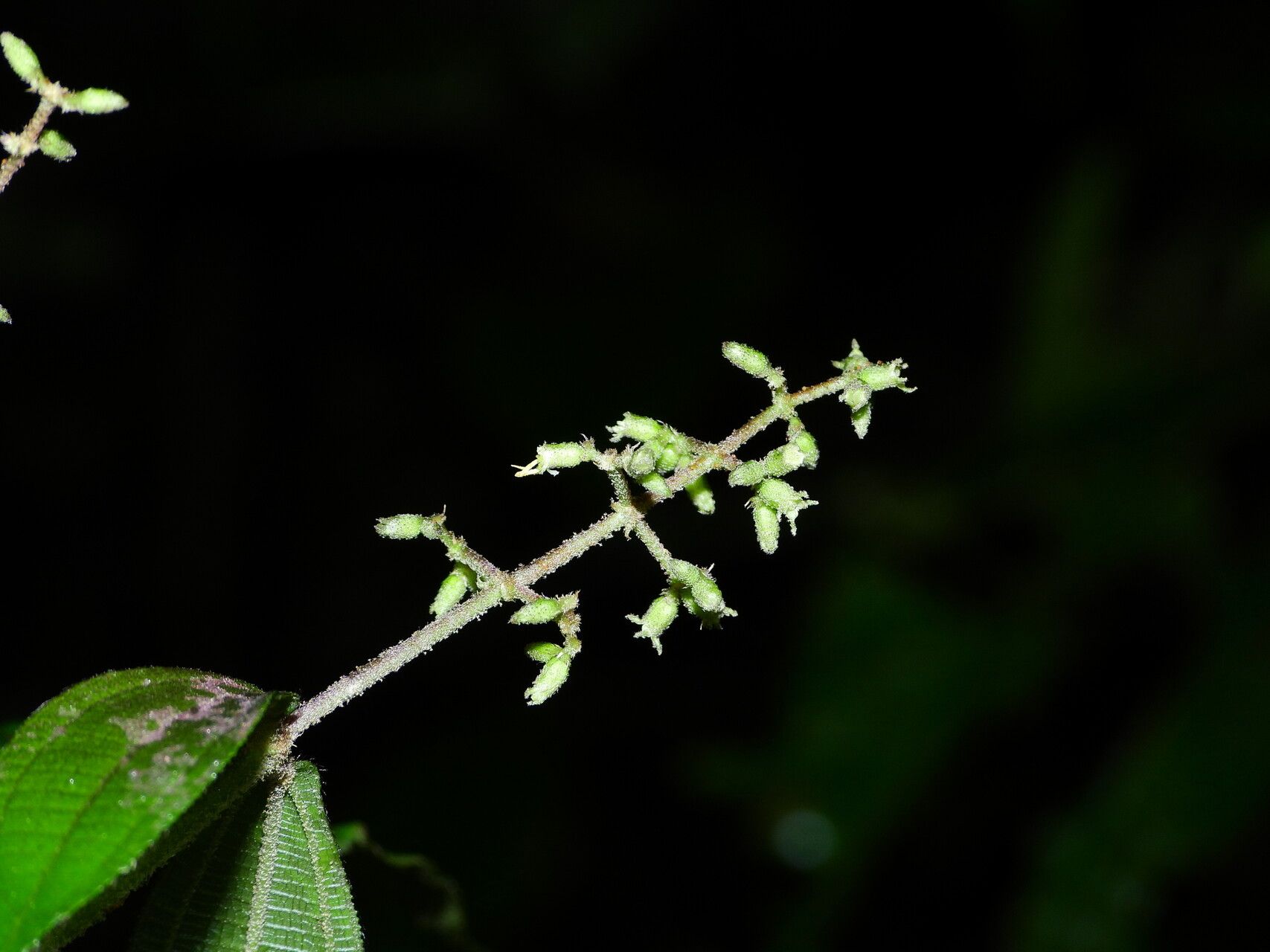 Miconia aliquantula fruit