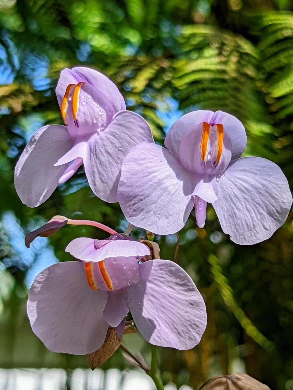 Utricularia reniformis flower