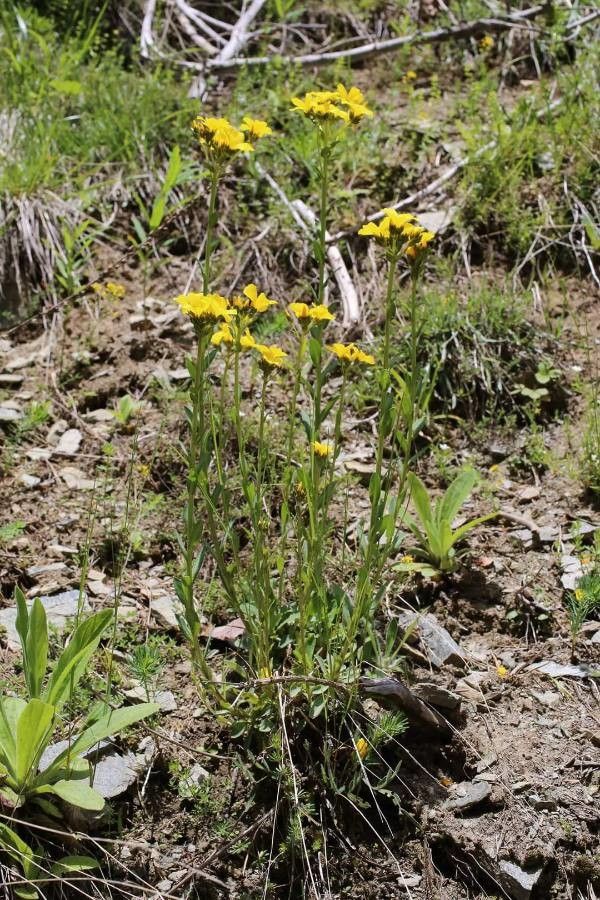 Linum capitatum habit