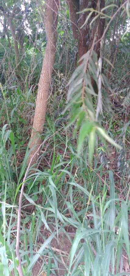 Xylopia frutescens bark