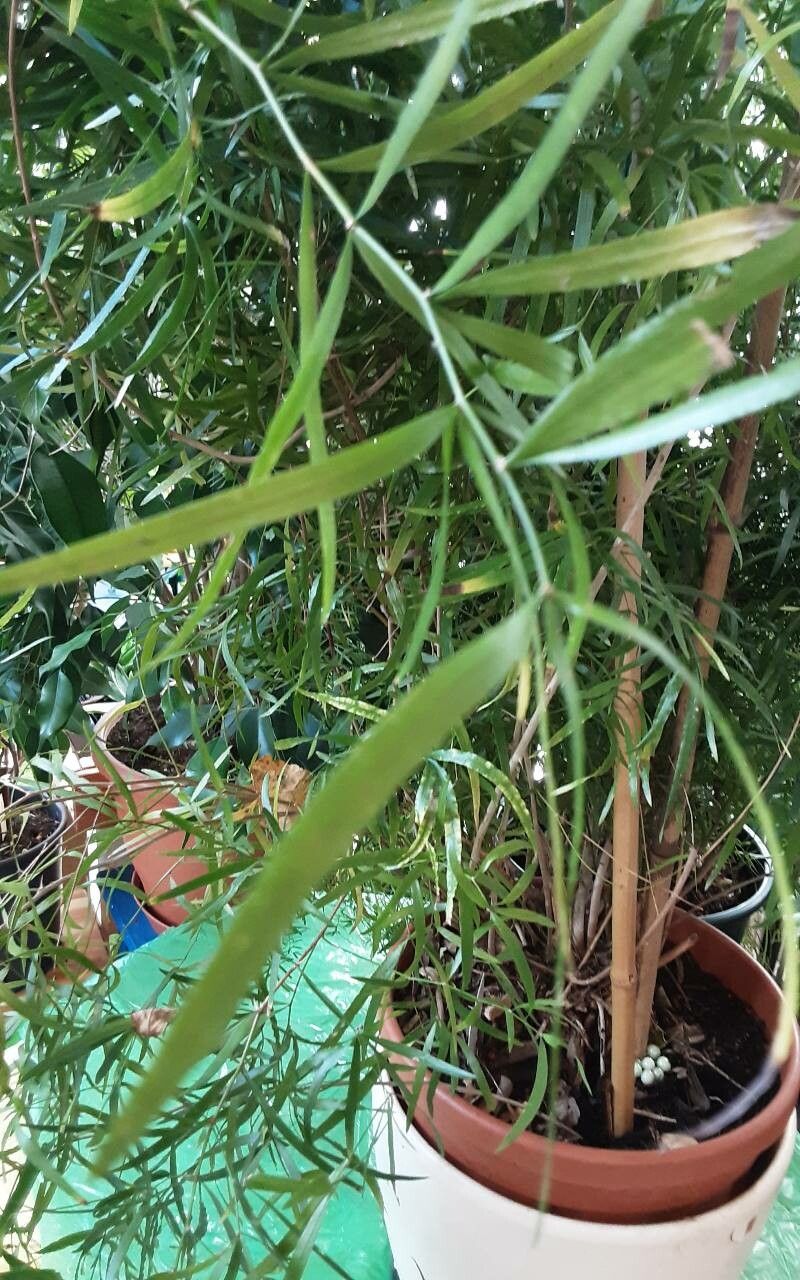 Asparagus falcatus leaf