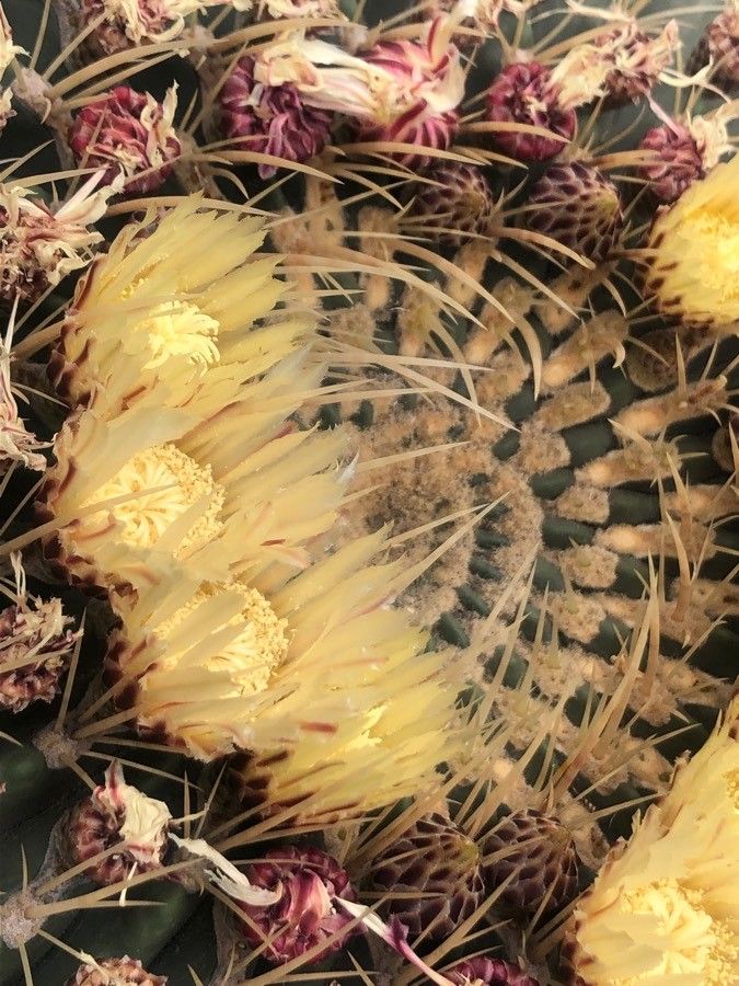 Ferocactus histrix flower
