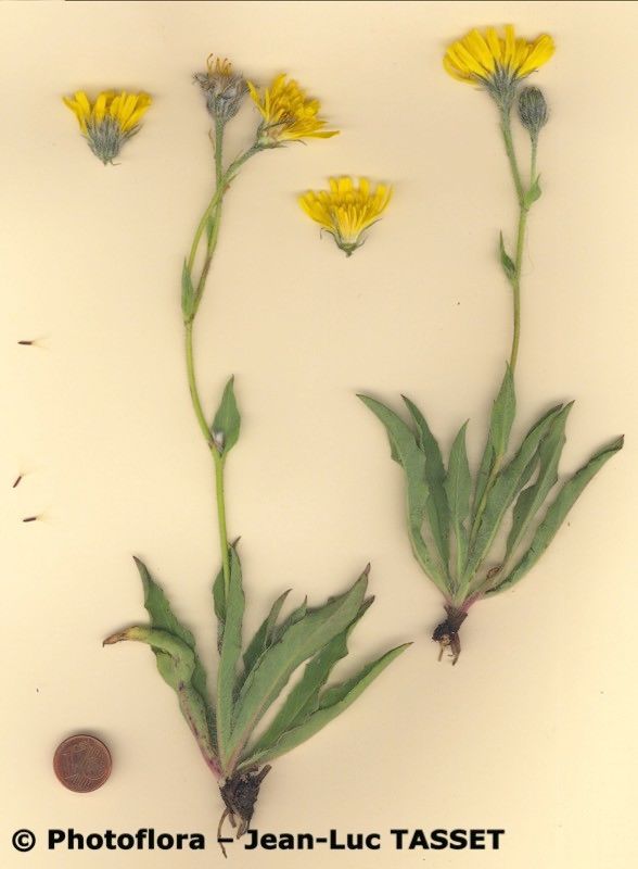 Hieracium scorzonerifolium habit