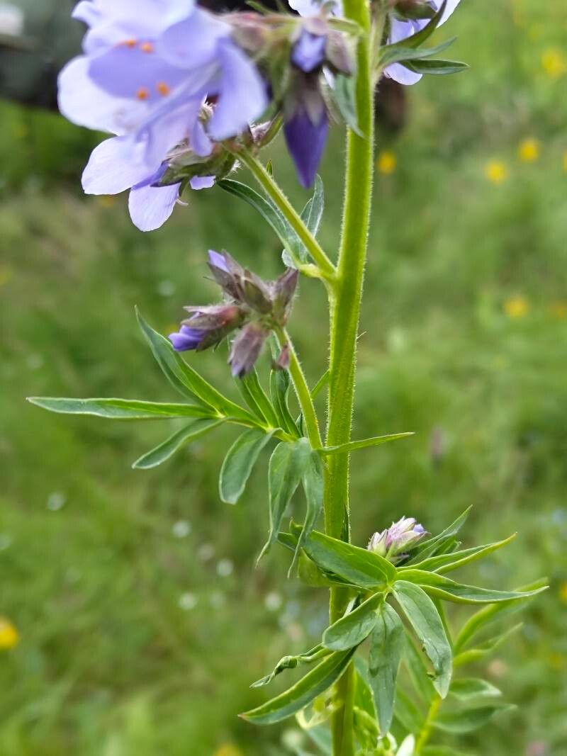 Polemonium caucasicum leaf