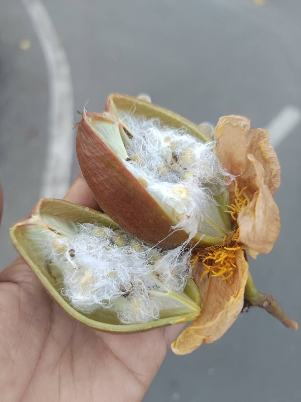 Cochlospermum regium fruit