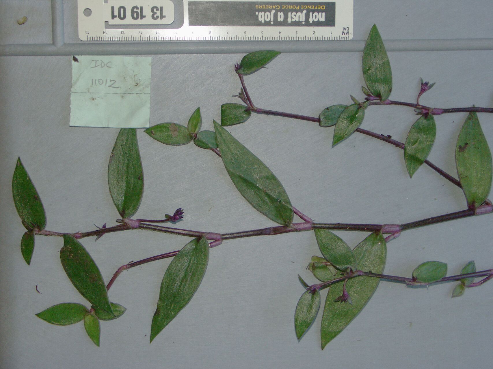 Cyanotis moluccana — houseplant care guide