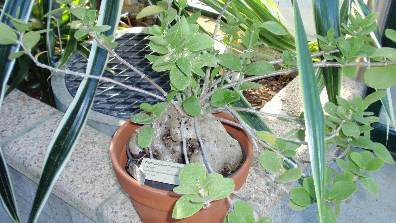 Hydnophytum moseleyanum — related species from the same genus