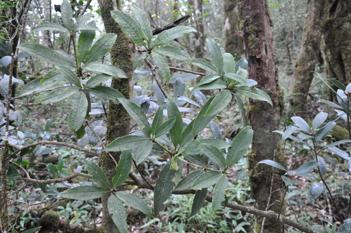 Rhododendron saxicola habit