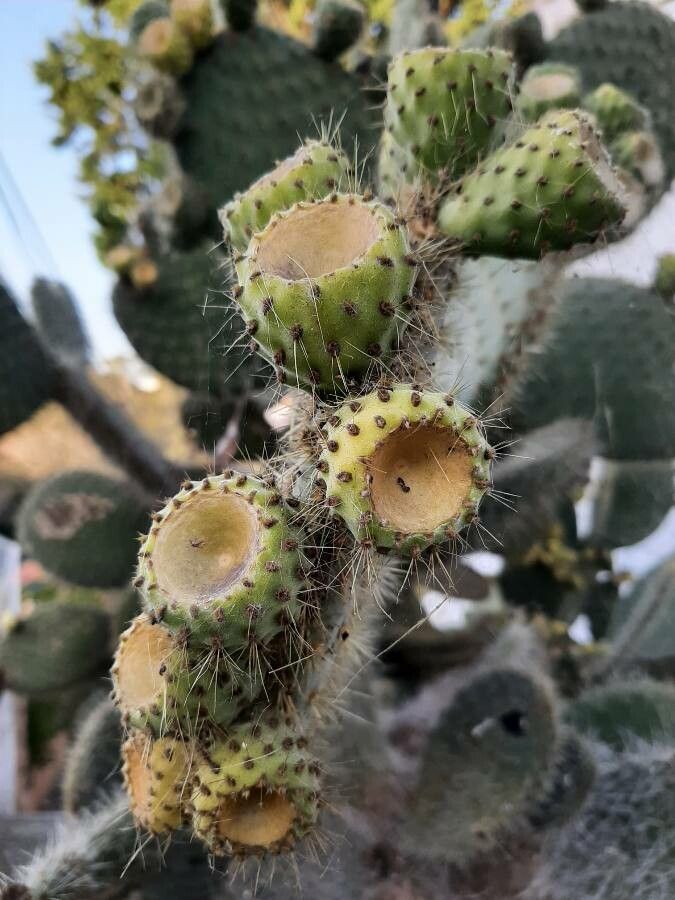 Opuntia leucotricha fruit