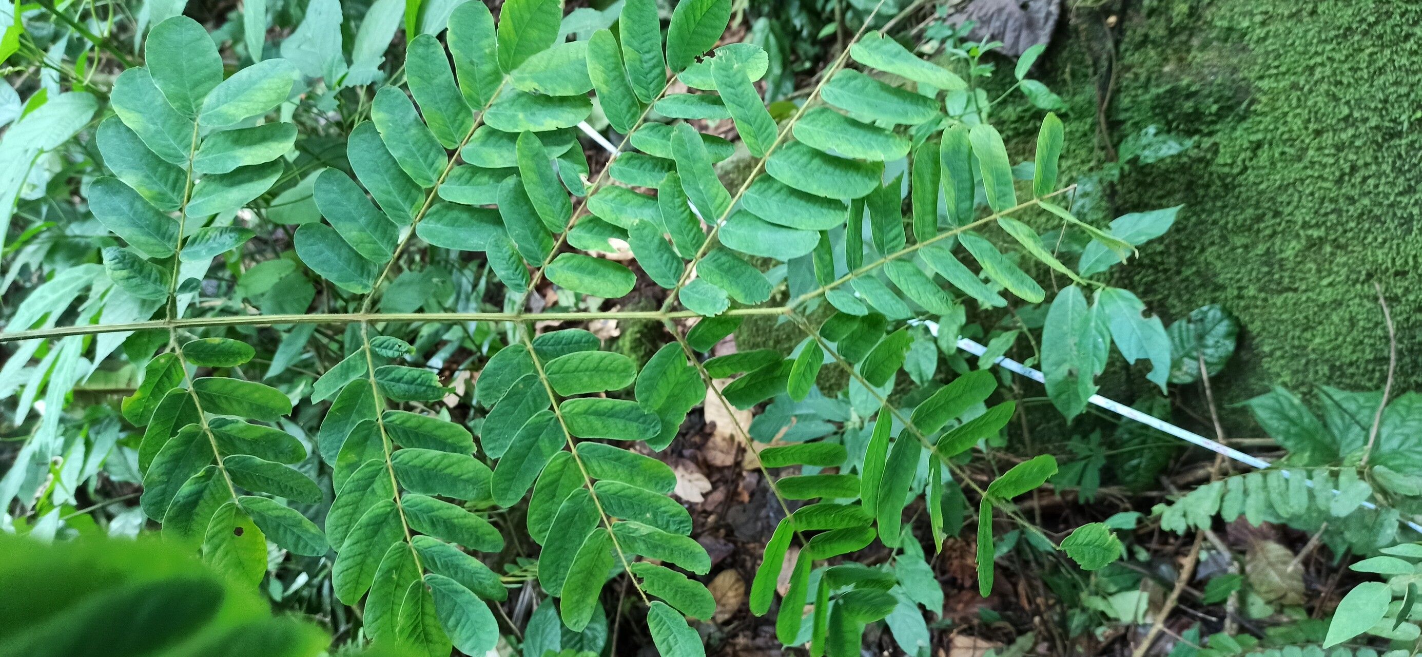 Albizia ferruginea — houseplant care guide
