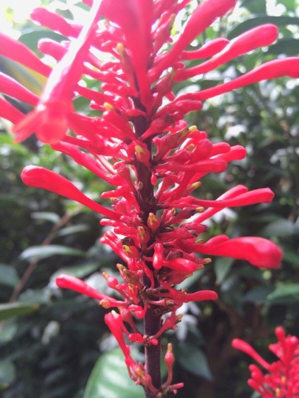 Odontonema tubaeforme fruit