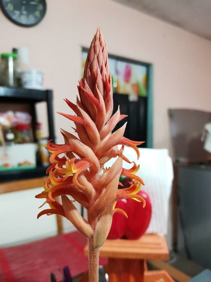 Dichromanthus cinnabarinus flower