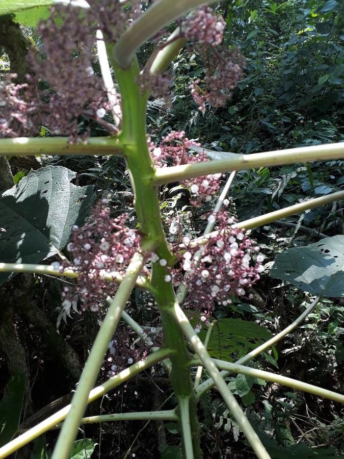 Urera baccifera flower